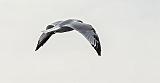 Gull In Flight_DSCF4691